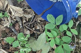 Żmije szaleją w polskim mieście. Jadowite węże pełzają prosto do domów