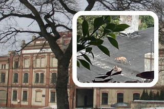 Uratowano uwięzione lisy w opuszczonej kamienicy przy Pomorskiej. Są w tragicznym stanie