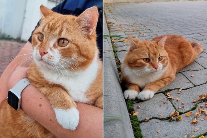 Garfield szybko zdobył należne mu miejsce w komendzie Straży Miejskiej w Świdniku