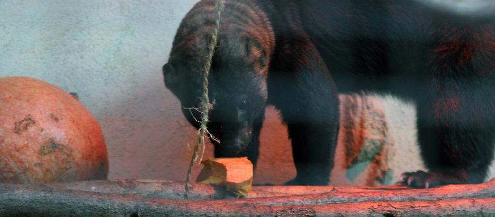 Halloween w łódzkim zoo