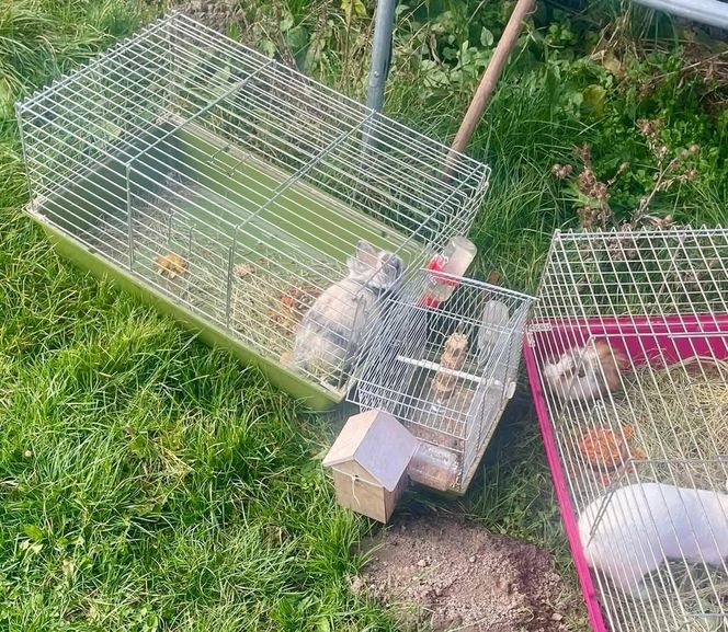 Dzielnicowa z Ostrowa Lubelskiego uratowała sześć zwierząt z płonącego domu