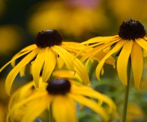 Rudbekia błyskotliwa