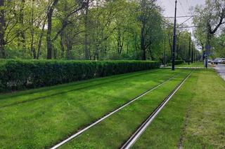 Chwalą się zielenią w centrum Torunia i pokazują zdjęcia. Tak wyglądają torowiska i nie tylko