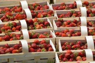 Truskawka Bielińska