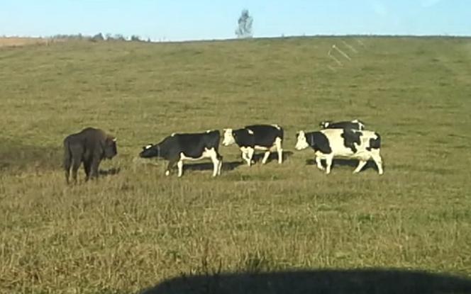 Żubr-lowelas podrywał krowy na Mazurach 