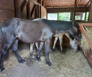 Mini ZOO w Lesznie ma nowych mieszkańców. To owce, konie i osioł