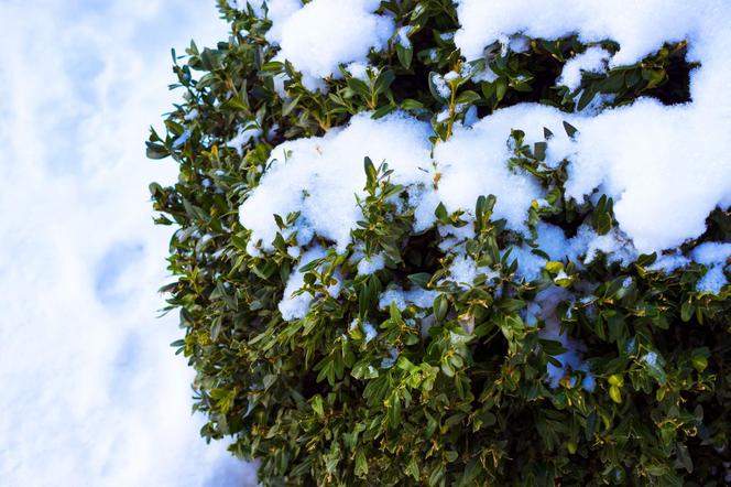 Zimozielone krzewy liściaste