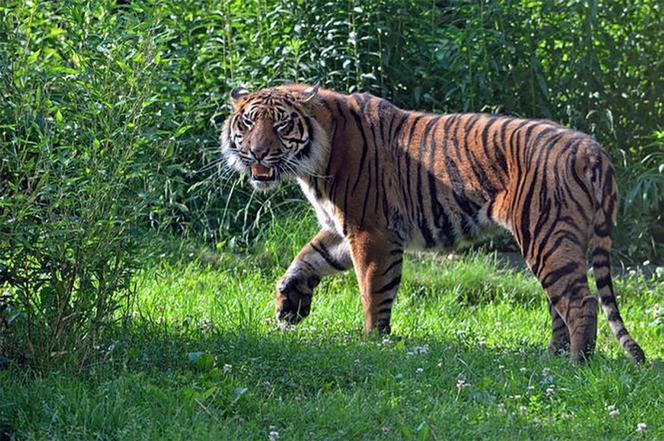 Tygrys rozszarpał swojego opiekuna. Wstrząsające okoliczności koszmaru w zoo 