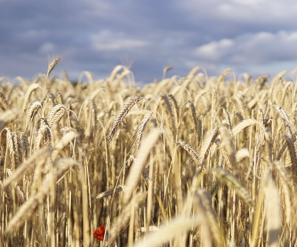 Rekordowe zbiory zboża i historycznie niskie ceny. Sprawdzamy, jak Rosja i polski rynek wpływają na kryzys w skupach