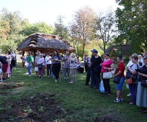 W skansenie w Lublinie pokazali, jak dawniej wyglądały wykopki kartoflane