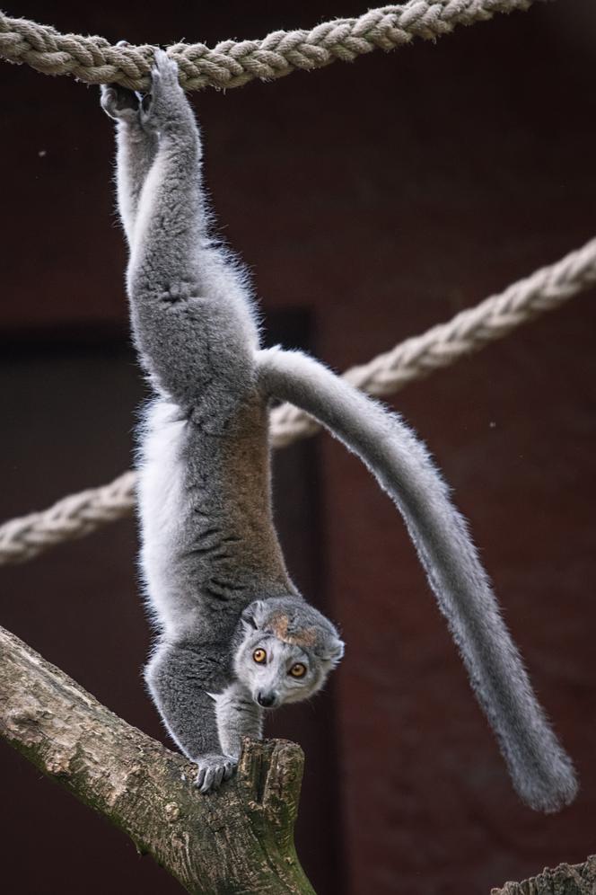 Lemury koroniaste we wrocławskim zoo