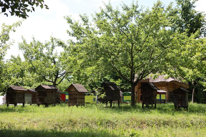 Skansen w Lublinie zachwyca w słoneczny letni dzień!