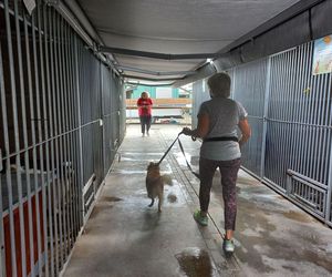 ​W schronisku dla zwierząt w Henrykowie koło Leszna montują markizy. Dadzą psom cień w gorące dni