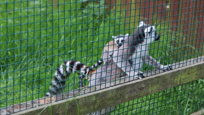 Pomysł na wycieczkę niedaleko Lublina? Zoo w Wojciechowie to idealny kierunek!