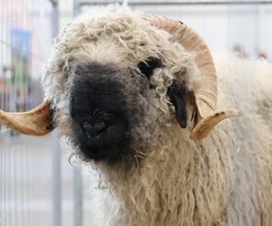 ZooPark ponownie przyciągnął do Targów Lublin tłumy miłośników zwierząt