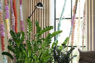 Najmodniejsze rośliny doniczkowe do salonu