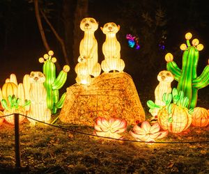 Nietypowy cennik biletów na wystawę Garden of Lights we Wrocławiu. O co chodzi? 