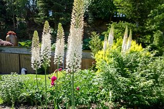 Przepiękny ogród botaniczny w Świętokrzyskiem. Założył go artysta rzeźbiarz 