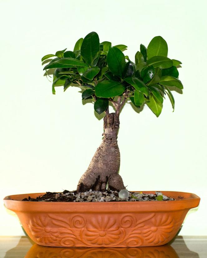 Bonsai Ficus Ginseng