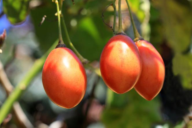 Tamarillo