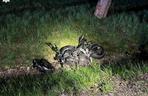 Śmiertelny wypadek pod Lublinem. Nie żyje 20-letni motocyklista, którego kilka godzin wcześniej zatrzymała policja [ZDJĘCIA] 