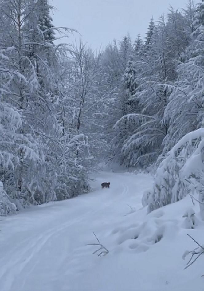 Rysie zaskoczone zimą w listopadzie. Biegają po beskidzkich szlakach