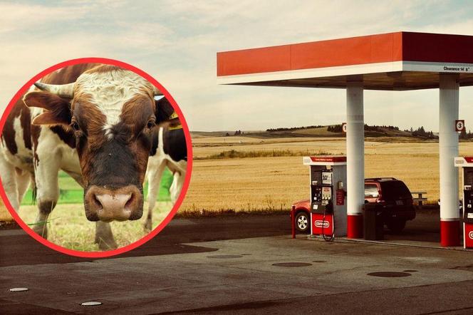 Śląskie: Służby postawione na baczność z powodu... byka na stacji benzynowej