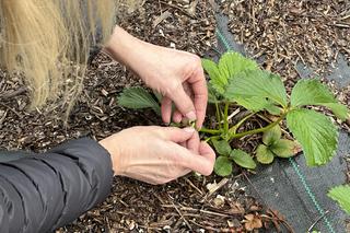 Świętokrzyscy rolnicy liczą straty po przymrozkach