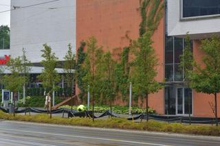 Środmieście odmienione! W tych miejscach pojawiły się nowe drzewa [ZDJĘCIA]