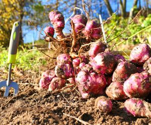 Co zamiast ziemniaków na obiad? Wykorzystaj warzywo, które odchudza i oczyszcza z toksyn