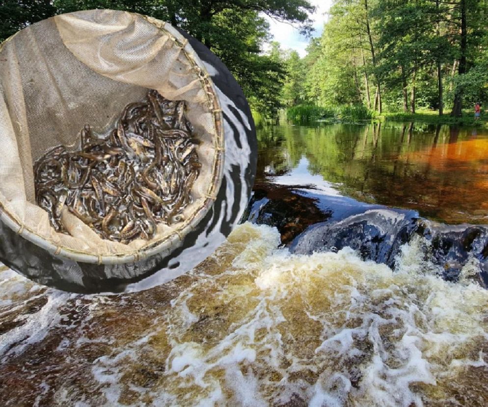 Ten gatunek wraca po 100 latach. 5500 młodych Troci w Świętokrzyskiem. 