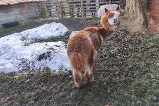 Żywa szopka przy klasztorze bernardynów w Tarnowie. Osiołek i alpaki ściągają tłumy