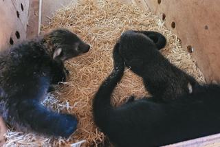 Baby book w łódzim ZOO. Poznajcie nowych, wyjątkowych lokatorów [ZDJĘCIA] 