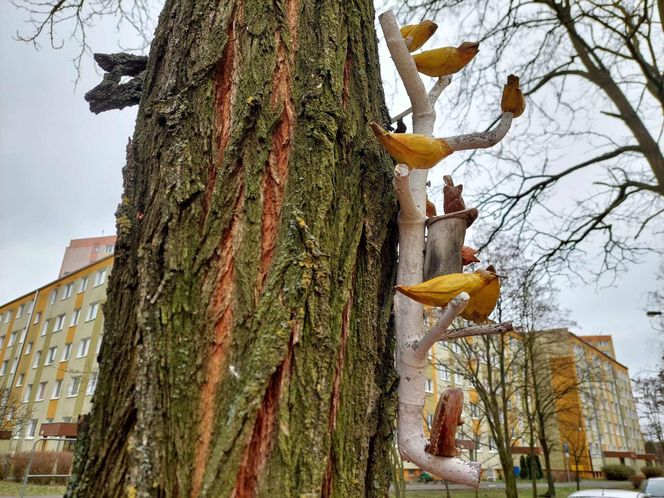 Na bydgoskich drzewach zawisły drewniane rzeźby ptaków i grajków. To pomysł mieszkańca