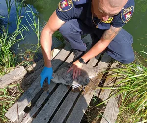 Mały łabędź zaplątał się w linę! Straż miejska ruszyła na pomoc