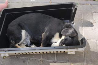 Wyrzuciła psa przez okno