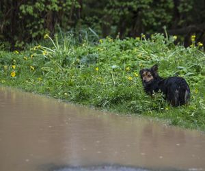 Pomoc dla zwierząt poszkodowanych przez powódź - oto, co można zrobić