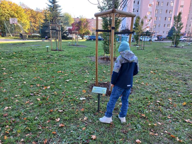 Danusia, Halinka, Linkus, Seniorita i Stasiu zapuszczają korzenie. Nowe nasadzenia w Lesznie