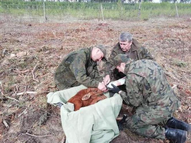 Leśnicy uratowali kilkudniowego łosia. Maleństwo straciło mamę [ZDJĘCIA]