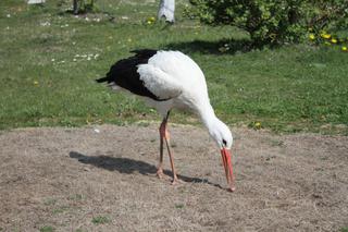 Gustaw wrócił do domu po pieciu latach 