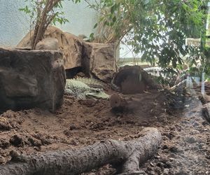 Egzotyczny świat na wyciągnięcie ręki! Zaglądamy do akwarium-terrarium w Myślęcinku