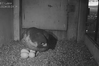 Intrygi, romans, walka, wielkie powroty i jaja. O tej ptasiej telenoweli z Lublina mówi cała Polska