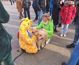 33. Finał WOŚP z grupą krakowskich Golden Retrieverów