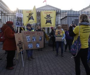 Wielki protest przez ratuszem. Wolontariusze walczą o życie kotów