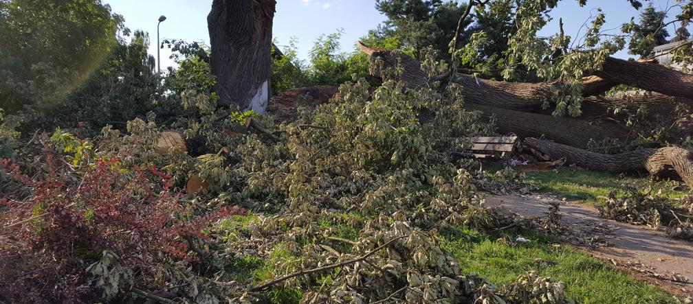 Powalony przez wichurę dąb na Osowej Górze