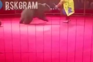 Ogromny niedźwiedź zaatakował tresera w cyrku. Horror na oczach setek dzieci