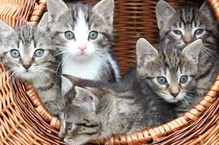 Ośrodek dla Kotów Miejskich Koteria jest w dramatycznej sytuacji! Czy można im pomóc? 