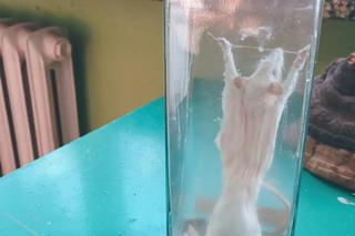 	Bydgoszczanie zwiedzją opuszczone domy. W Niemczech byli w starej fabryce czekolady i zapomnianym sanatorium