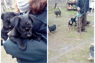 Policja i OTOZ Animals Bydgoszcz uratowali kilkanaście bezpańskich psów w Samociążku!