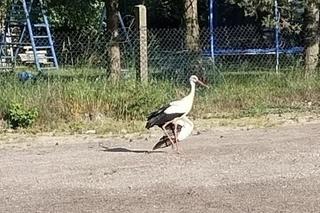 Ranny bocian z Tąpkowic